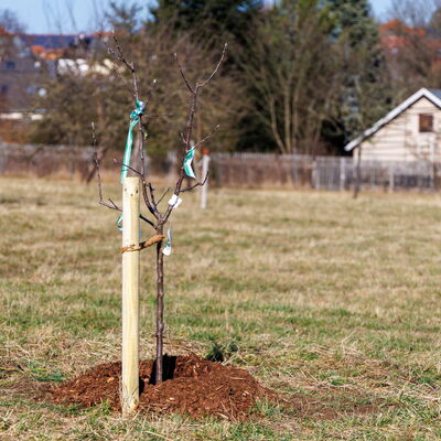 Bild vergr&ouml;&szlig;ern: Auf der Streuobstwiese &raquo;H&uuml;ckelheim&laquo; hat der Baum zum "Tag der Sachsen" nun sein Zuhause gefunden.