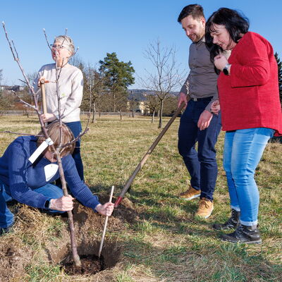 Bild vergr&ouml;&szlig;ern: Ausrichtung des Apfelbaumes auf der Streuobstwiese.