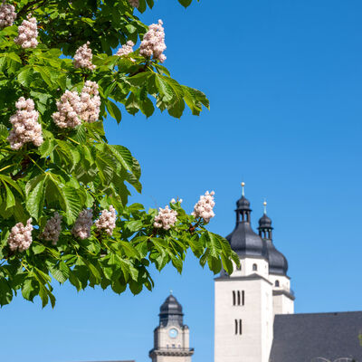 Bild vergr&ouml;&szlig;ern: Bl&uuml;hendes Plauen