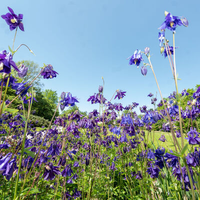 Bild vergr&ouml;&szlig;ern: Bl&uuml;hendes Plauen