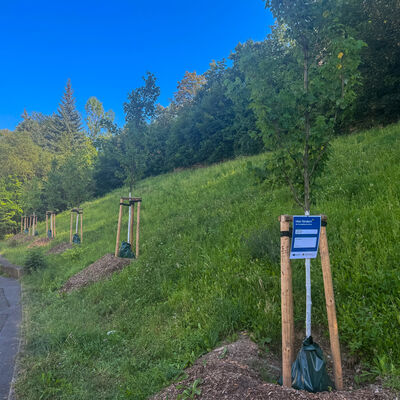 Bild vergr&ouml;&szlig;ern: Klimainsel Dobenaustra&szlig;e