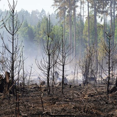 Bild vergr&ouml;&szlig;ern: Waldbrand "Schwarzes Holz" - 12. August | Tag 2