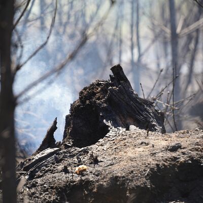 Bild vergr&ouml;&szlig;ern: Waldbrand "Schwarzes Holz" - 12. August | Tag 2