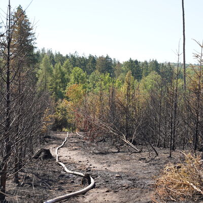 Bild vergr&ouml;&szlig;ern: Waldbrand "Schwarzes Holz" - 13 August