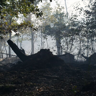 Bild vergr&ouml;&szlig;ern: Waldbrand Voigtsgr&uuml;n