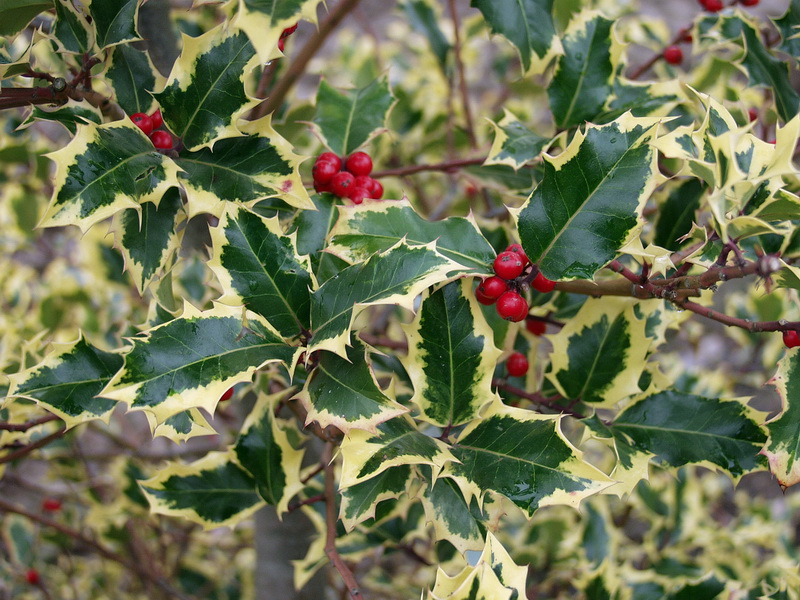 Europische Stechpalme (Ilex aquifolim) zum Baum des Jahres 2021 gekrt /  Stadt Plauen