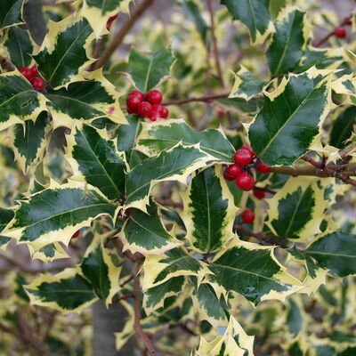 Bild vergr&ouml;&szlig;ern: Europ&auml;ische Stechpalme (Ilex aquifolim)