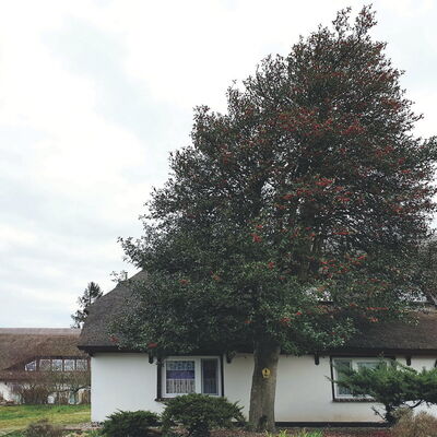 Bild vergr&ouml;&szlig;ern: Europ&auml;ische Stechpalme (Ilex aquifolim)