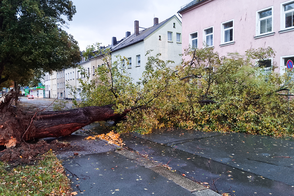 Bild vergrößern: Entwurzelter Baum in der Fabrikstraße.