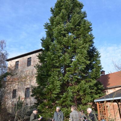 Bild vergrößern: Im Garten des Weisbachschen Hauses haben die Verantwortlichen der Stadt sechs Grünpatenmodelle vorgestellt, unter anderem das Projekt »Ein Mammutbaum für einen Schornstein - wandeln auf historischem Pfad«