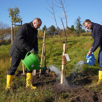Bild vergr&ouml;&szlig;ern: Oberb&uuml;rgermeister Steffen Zenner und B&uuml;rgermeister Tobias K&auml;mpf gie&szlig;en ihren frisch gepflanzten Baum